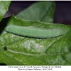 pieris napi larva5b